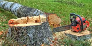 Best Storm Damage Tree Cleanup  in Middletown, PA