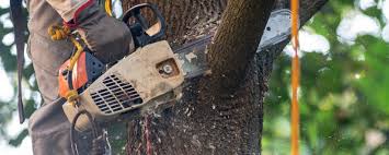 Best Aeration Services  in Middletown, PA