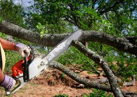 Best Tree Disease Treatment  in Middletown, PA