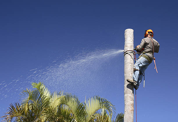 Best Tree Mulching  in Middletown, PA