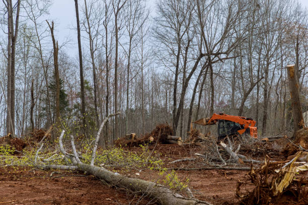 Best Tree Cabling and Bracing  in Middletown, PA