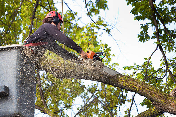 Best Tree Health Inspection  in Middletown, PA