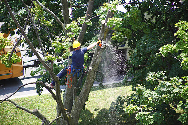 Best Palm Tree Trimming  in Middletown, PA