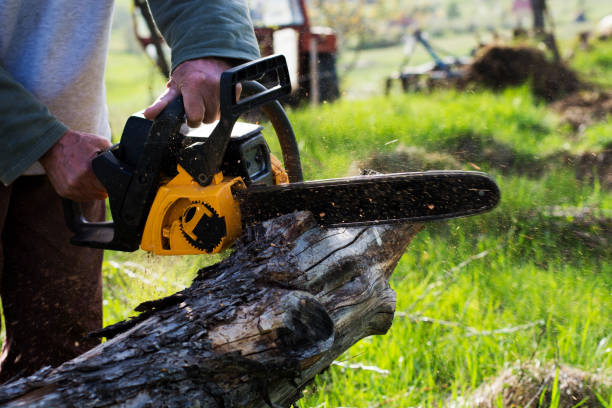Professional Tree Care in Middletown, PA