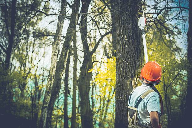 Best Root Management and Removal  in Middletown, PA