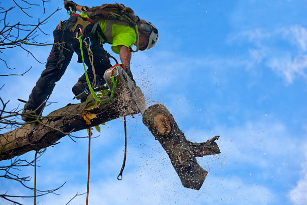 How Our Tree Care Process Works  in  Middletown, PA