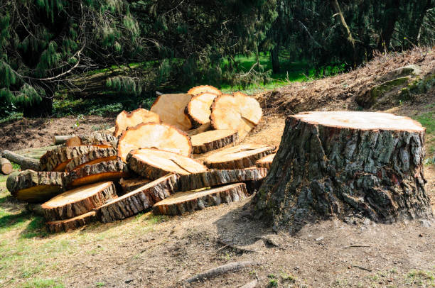 Best Arborist Consultation Services  in Middletown, PA